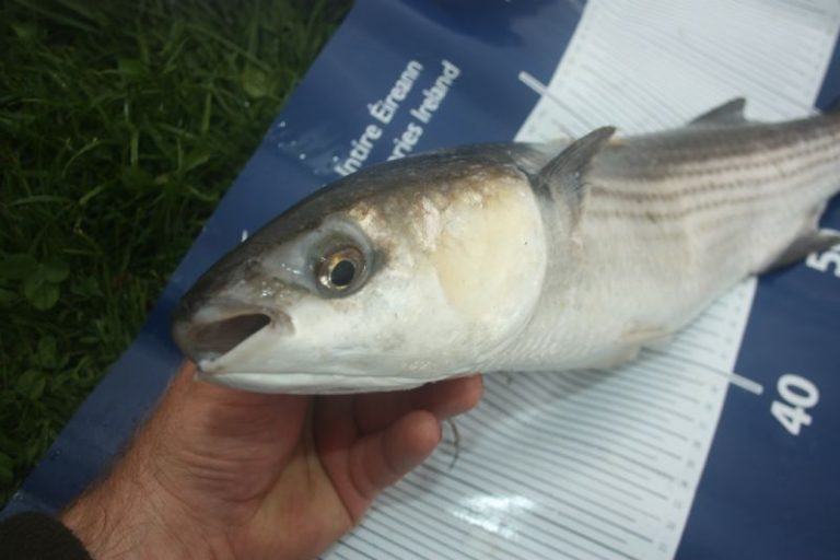 What Is Mullet & How to Catch Mullet BadAngling