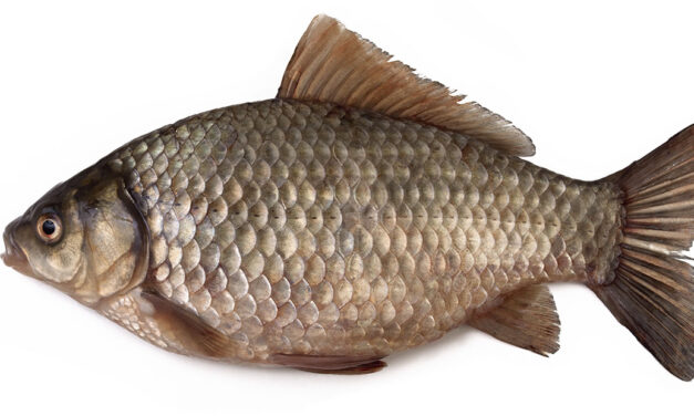 Crucian Carp