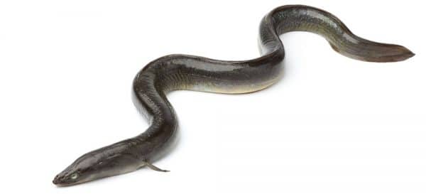 Eel Fish - How to Catch Eels - UK Guide | BadAngling