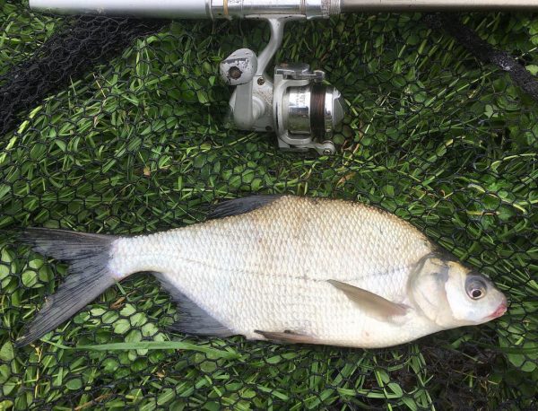 How to Catch Bream - Fishing Guide | BadAngling
