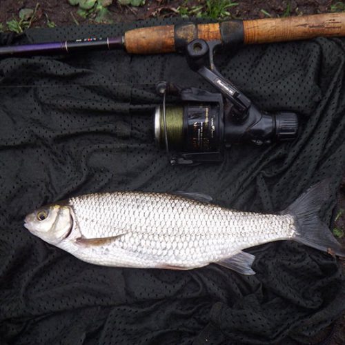 Dace Fishing What Is a Dace Fish & Much More! BadAngling