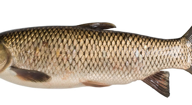 Grass Carp