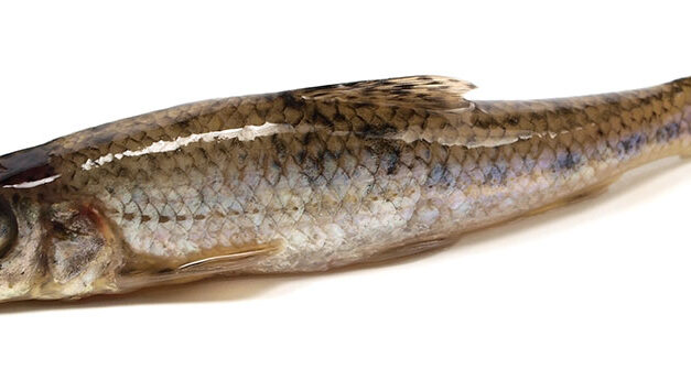 Gudgeon