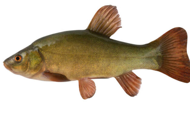 Tench