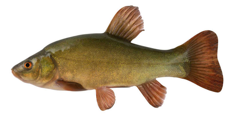 Tench Fishing Guide What Is Tench How To Catch It BadAngling