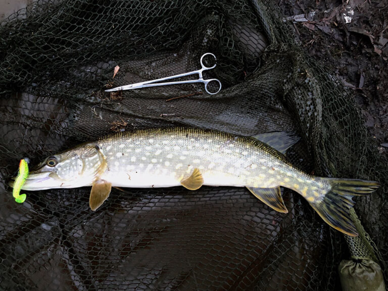 Pike Fishing What You Will Need Pike Lure Rods & More BadAngling