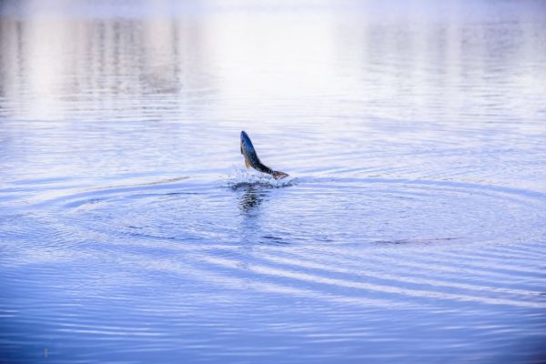 Why Do Carp Crash Out And Does It Indicate A Feeding Fish BadAngling