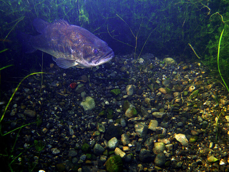 Largemouth Bass Fish Species Guide BadAngling